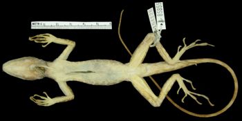 Media type: image; Herpetology R-154128